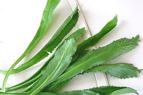 Tác dụng chữa bệnh của rau mùi tàu
