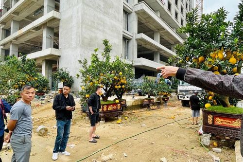 Nhiều tiểu thương 'cắn răng' bán tháo cây cảnh sau Tết Nguyên đán
