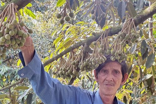 Lão nông thu tiền tỷ nhờ nuôi con đặc sản, trồng cây cho trái thơm nức mũi