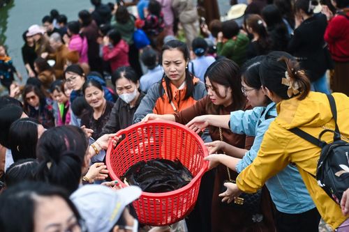 Phóng sinh gần 700kg cá trên sông Hồng
