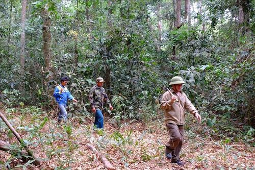 Bình Phước kiên quyết bảo vệ nghiêm ngặt diện tích rừng tự nhiên