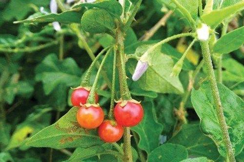 Loài cây mọc hoang nay 'lên đời' thành cây dược liệu giúp người trồng kiếm hàng trăm triệu