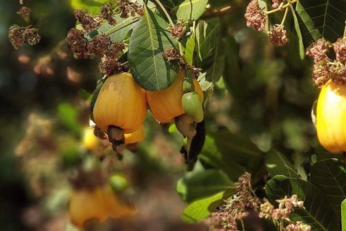 Bình Phước: Người dân hồ hởi vào vụ thu hoạch điều