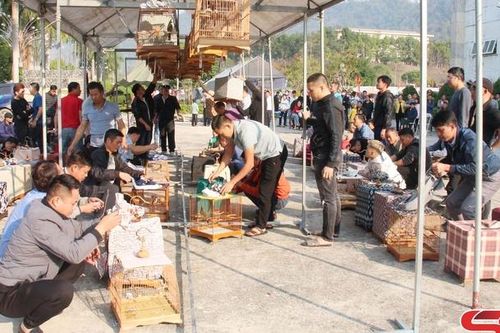 Tuần văn hóa, thể thao và du lịch huyện Quỳnh Nhai năm 2024: Độc đáo hội thi 'Chim chào mào đấu hót'