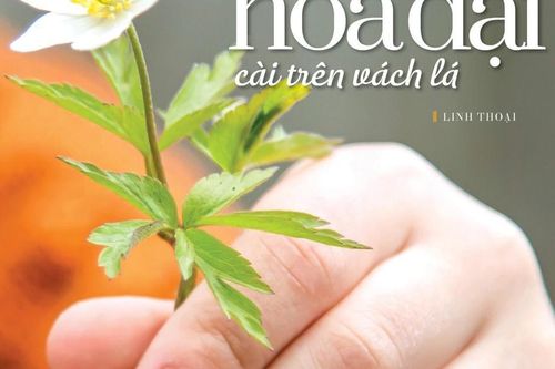 Bông hoa dại cài trên vách lá