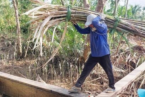 Nông dân ở Cù Lao Dung phấn khởi được vụ mía