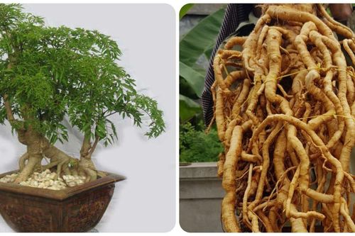 Rễ cây đinh lăng có tác dụng gì với sức khỏe?