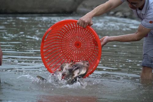 Lễ phóng sinh đặc biệt ở Bắc Giang