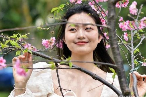 Hoa anh đào Nhật Bản bung nở, khoe sắc giữa Thủ đô