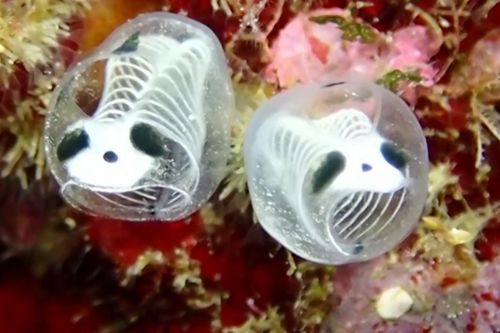 Ngoại hình khác lạ của loài động vật biển mới được phát hiện