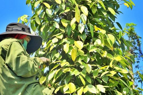Giá tiêu hôm nay 19/2: Dự báo giá còn tăng, nông dân phấn khởi thu hoạch