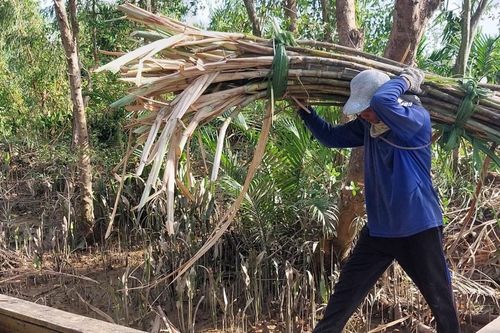 Sóc Trăng: Nông dân trồng mía phấn khởi vì trúng mùa, được giá