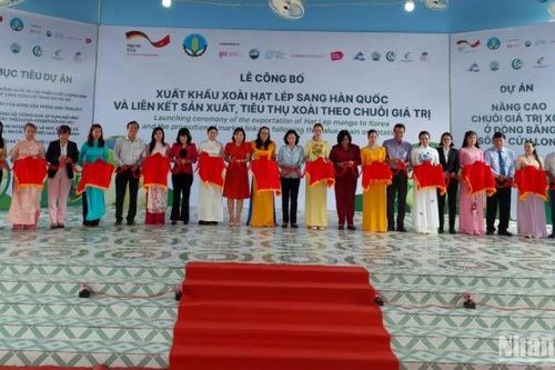 An Giang xuất khẩu 13 tấn xoài hạt lép đầu tiên sang Hàn Quốc