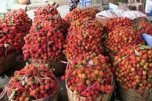 Người dân Vĩnh Long thu tiền to từ loại trái cây này?