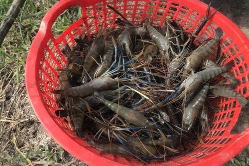 Nuôi đặc sản tôm càng xanh ở ruộng lúa, ai cũng muốn mua