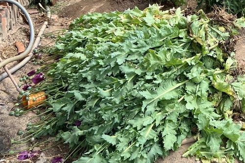 Phát hiện gần 500 cây thuốc phiện trồng ở vườn nhà dân