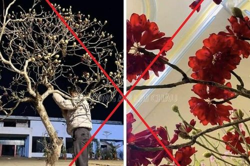 Công an Lai Châu sẽ xử lý đối tượng chặt phá, mua bán cây đỗ quyên hoang dã