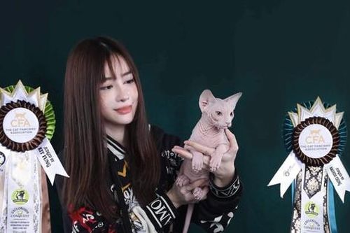 Thú cưng - cuộc chơi công phu và đắt đỏ - Kỳ 1: Bảo mẫu của đội quân mèo không lông
