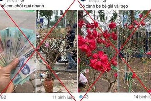 Ngăn chặn nạn chặt phá, mua bán cây hoa Đỗ Quyên hoang dã ở Lai Châu