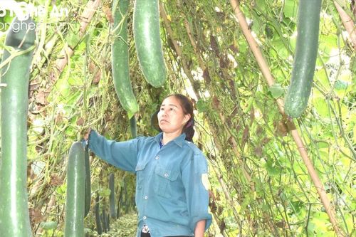 Nông dân Đô Lương làm giàu từ trồng cây màu trên đất bãi bồi