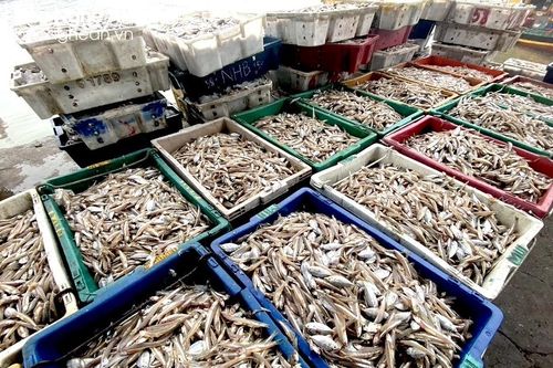 Ngư dân huyện Diễn Châu được mùa cá cơm đầu năm