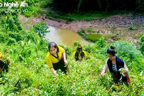 Cây chè dây vươn cao trên miền Yên Tĩnh