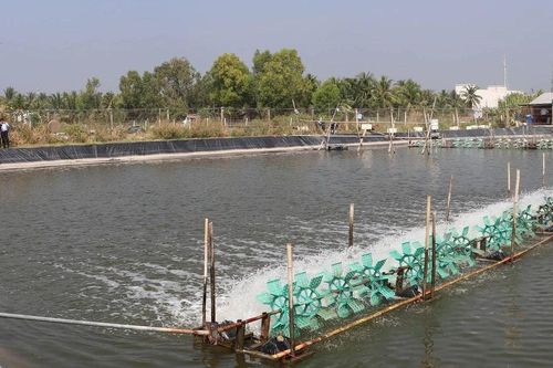 Nông dân Tiền Giang phấn khởi khi giá tôm thương phầm đầu năm tăng khá