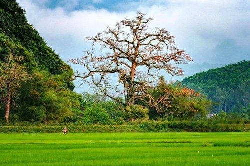 Chiêm ngưỡng cây gạo hàng trăm năm tuổi ở Quảng Bình