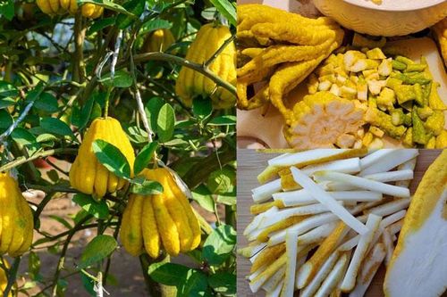 Loại cây duy nhất trên thế giới có 'ngón tay', người Việt rất thích chưng bàn thờ nhưng không biết công dụng tuyệt vời