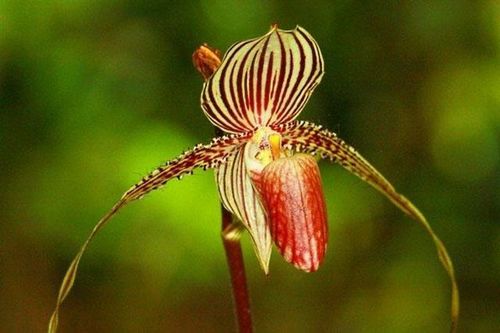 Cận cảnh loài hoa đắt nhất thế giới, được canh giữ nghiêm ngặt vì 15 năm mới nở một lần