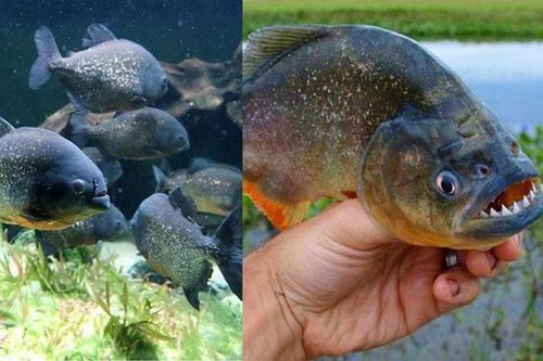 Cá Piranha có nguy hiểm như lời đồn? Liệu chúng có thể lột xác con mồi chỉ trong vài phút không?