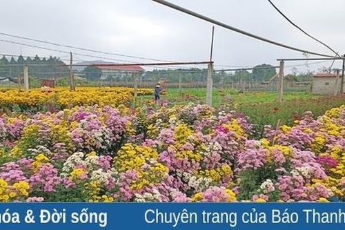 Sau tết, nông dân TP Thanh Hóa trở lại nhịp sống thường nhật trên những cánh đồng hoa, rau màu