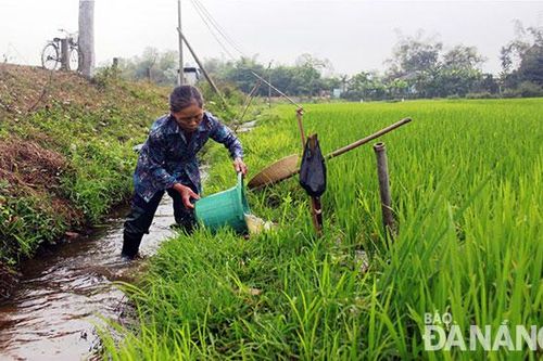 Thủy điện tăng xả nước phục vụ cấp nước sản xuất nông nghiệp đầu xuân
