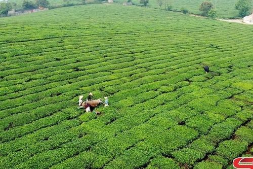Thực hiện hiệu quả nhiệm vụ phát triển KT-XH sau kỳ nghỉ tết