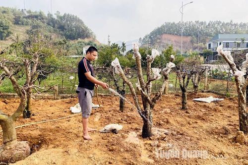 Nông Tiến tất bật phục hồi đào sau Tết