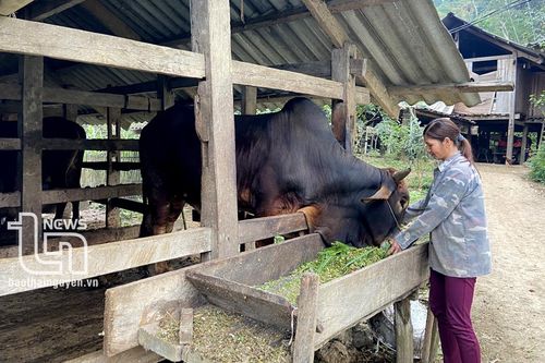Triển khai hỗ trợ bò giống cho 13 hộ nghèo