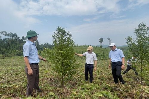 Phát triển rừng trồng bản địa và trồng cây dược liệu