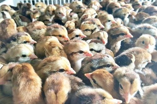 Quảng Nam: Gà giống của chương trình nông thôn mới được cấp phát cho nhà người thân chủ tịch xã