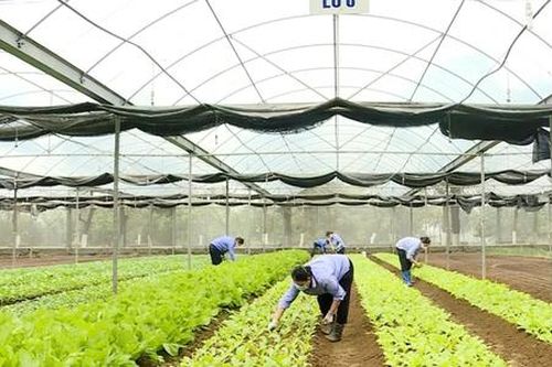 Mạnh dạn thay đổi tư duy, nông dân Ninh Bình giàu lên nhanh chóng nhờ ứng dụng công nghệ cao