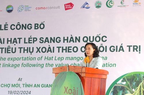 Lần đầu tiên xoài hạt lép của An Giang được xuất sang Hàn Quốc