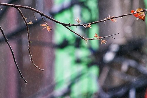Mưa bụi tháng Giêng