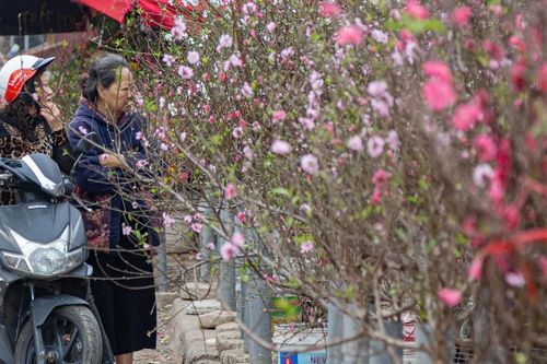 Tiểu thương 'xả' đào, quất sau Tết, bán giá rẻ như cho