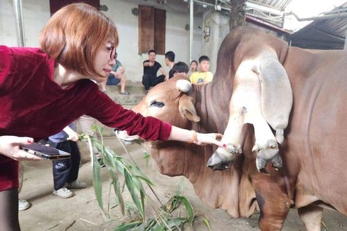 Thanh Hóa: Du khách tò mò đi xem bò 6 chân, 2 đuôi