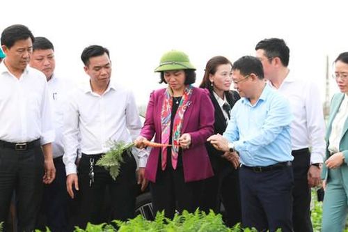 Tạo điều kiện hỗ trợ nông dân Mê Linh mở rộng sản xuất, tạo thu nhập cao