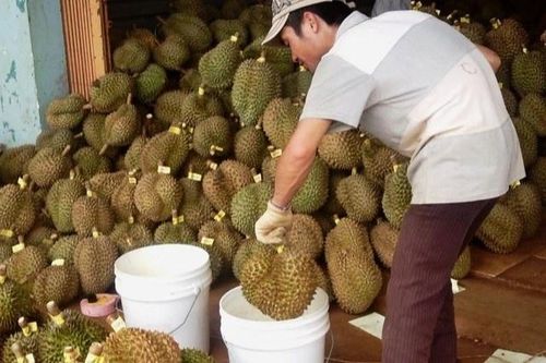 Thuốc nhúng trái cây chín được dùng rộng rãi, Bộ quản lý nói gì?