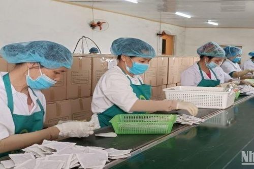 Thái Bình: 98% số lao động đã trở lại làm việc tại các doanh nghiệp