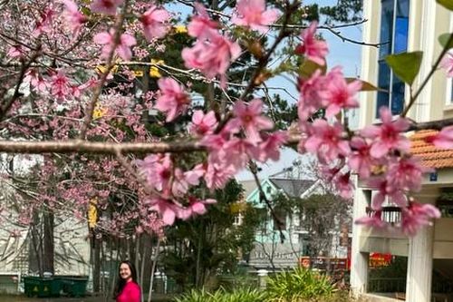Loài hoa nhuộm hồng ngôi trường có cảnh quan đẹp bậc nhất Đông Nam Á