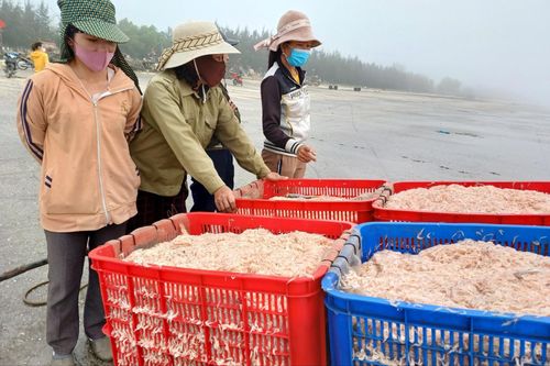 Ngư dân phấn khởi nhờ 'lộc biển' đầu năm