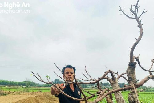Dịch vụ chăm sóc cây cảnh sau Tết 'vào mùa'