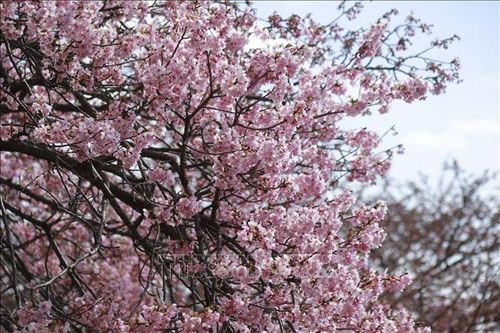 Hoa anh đào nở sớm giữa mùa Đông ấm áp xứ Phù Tang